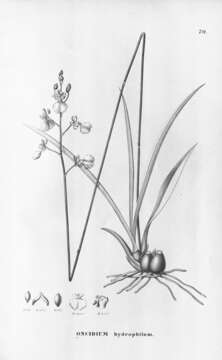 Image of Oncidium hydrophilum