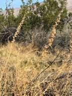 Image of fringed amaranth