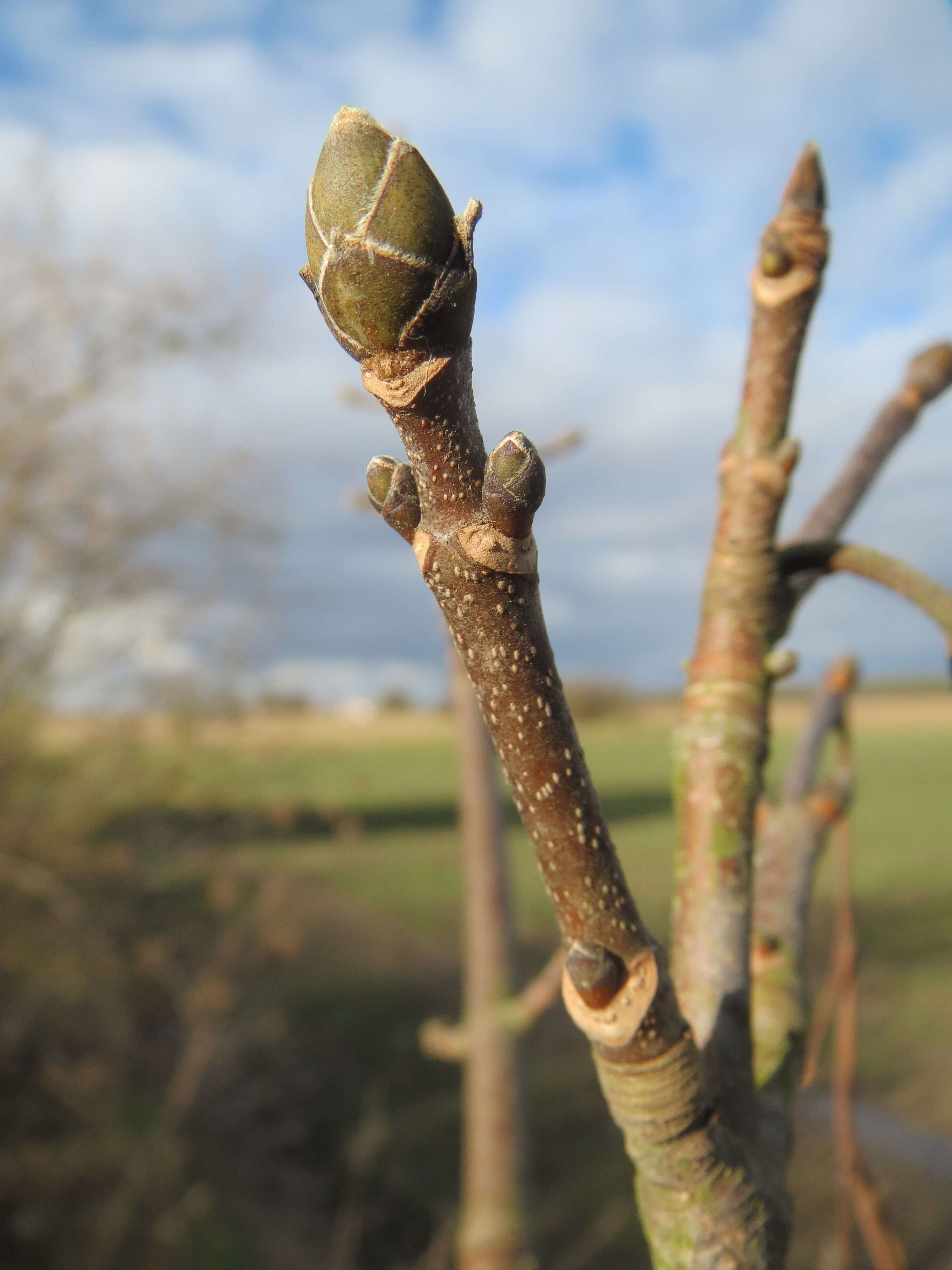 Imagem de Acer pseudoplatanus L.