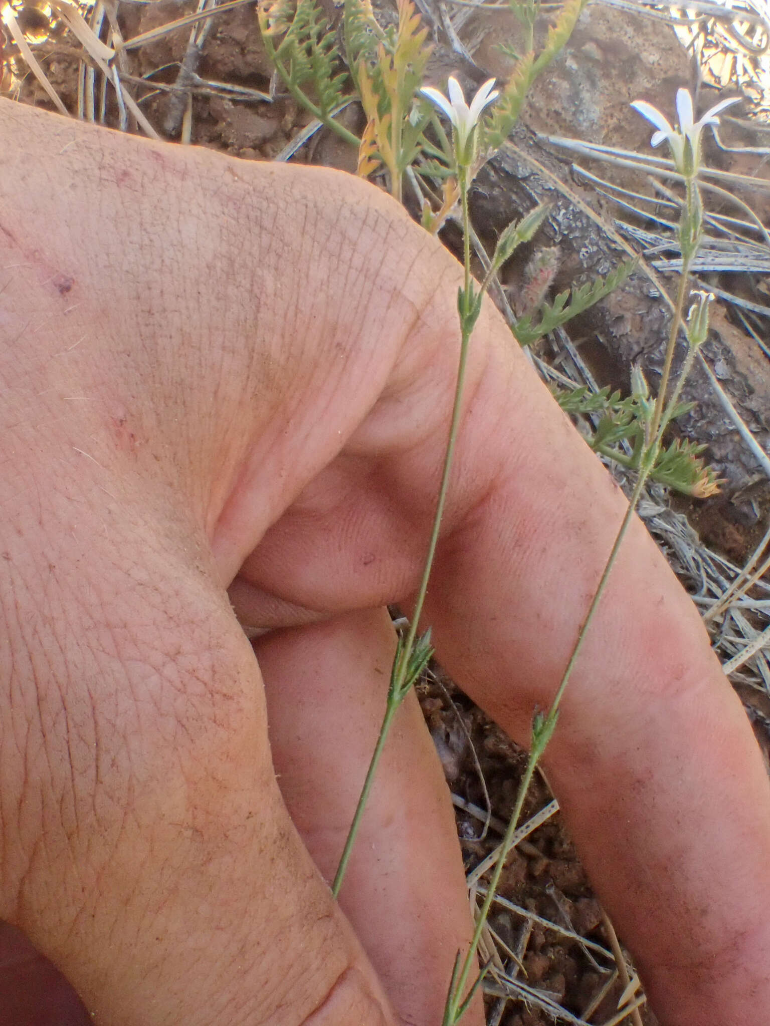 Imagem de Sabulina stolonifera (T. W. Nelson & J. P. Nelson) Dillenb. & Kadereit