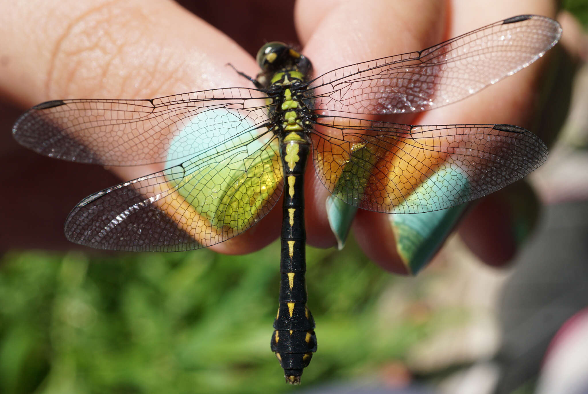 Imagem de Ophiogomphus howei Bromley 1924