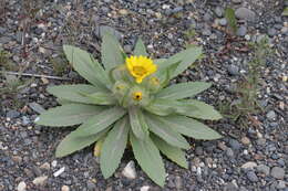 صورة Jacobaea pseudoarnica (Less.) Zuev