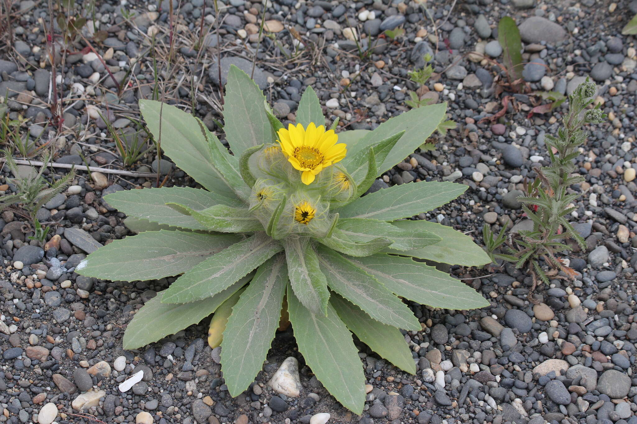 Plancia ëd Jacobaea pseudoarnica (Less.) Zuev