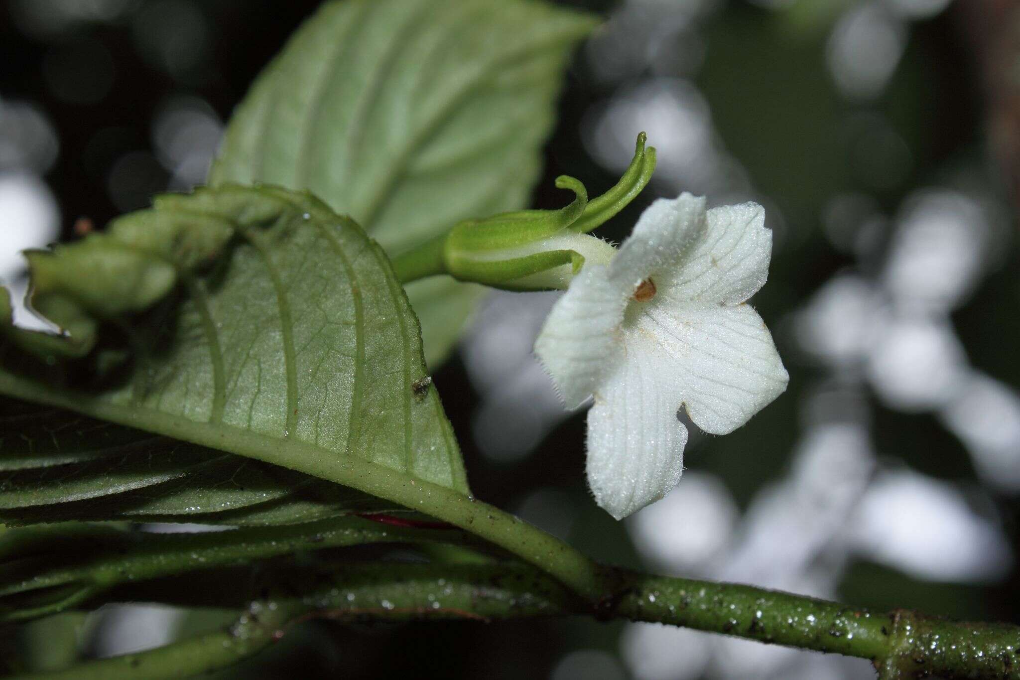 Image of Maui Cyrtandra