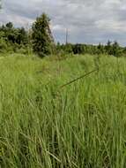 Image of Calamagrostis canadensis (Michx.) P. Beauv.