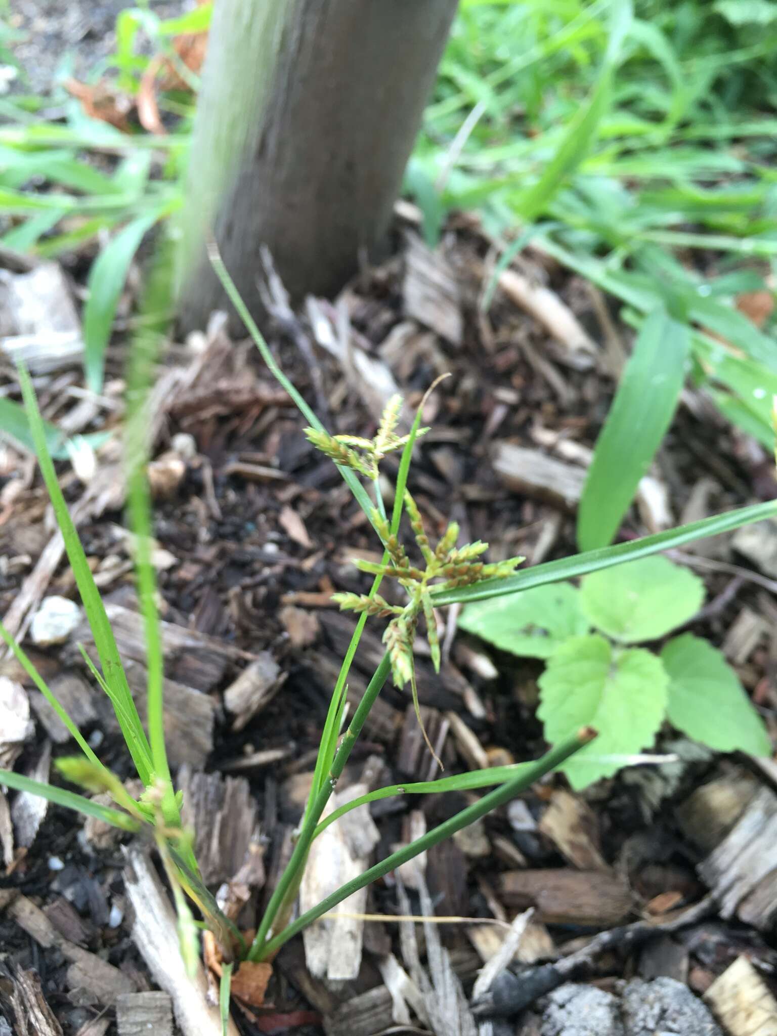 Imagem de Cyperus microiria Steud.