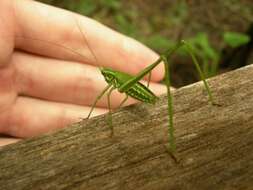 Image of Eastern Cypress Katydid