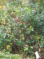 Image of Sarcococca hookeriana Baill.