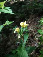 Слика од Cephalanthera falcata (Thunb.) Blume