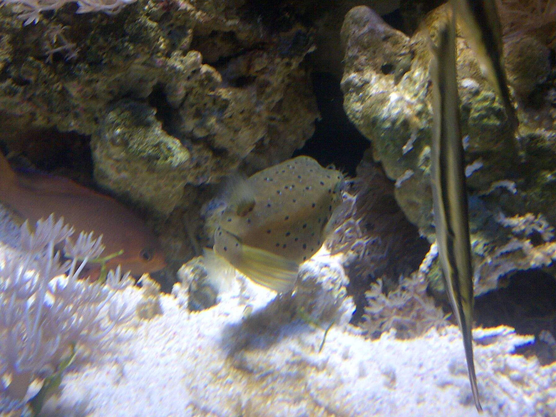 Image of Yellow boxfish