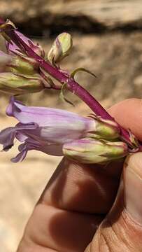 Image of southwestern beardtongue