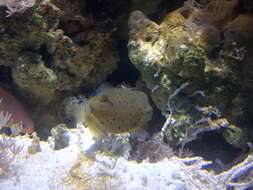 Image of Yellow boxfish