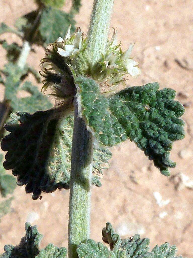 Image of horehound