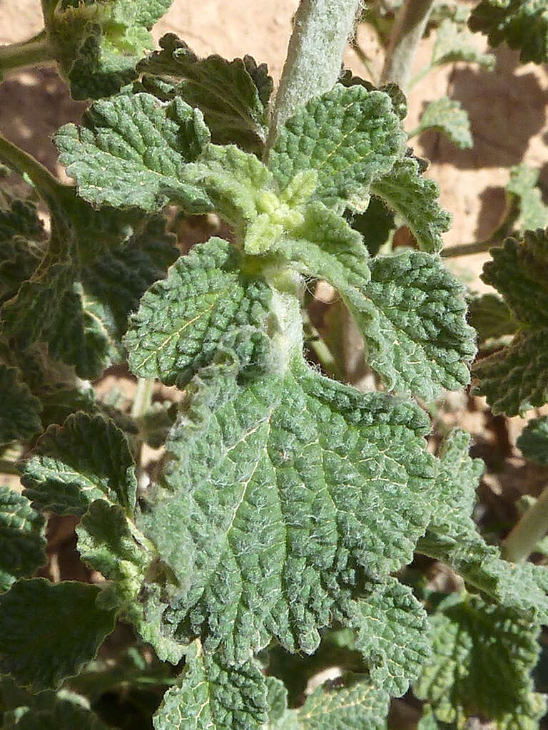 Image of horehound