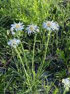 Image of Prickly Grass-Leaf-Aster