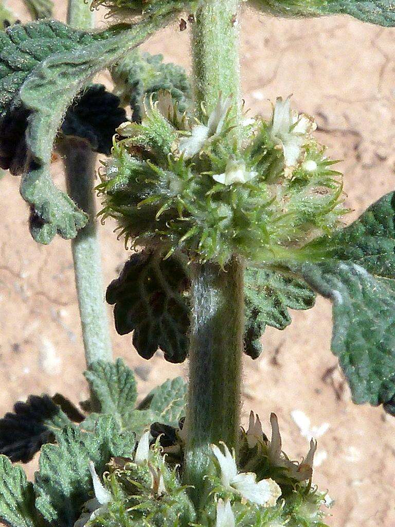 Image of horehound