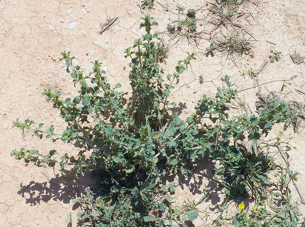 Image of horehound