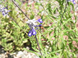 Imagem de Anthidium chilense Spinola 1851