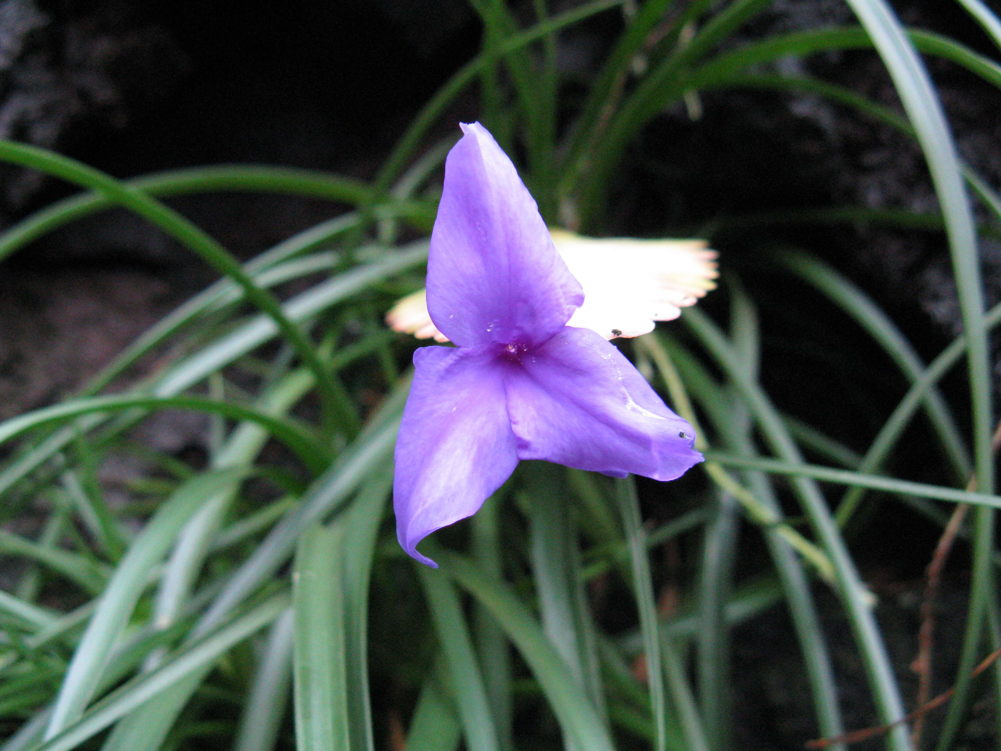 Image of Tillandsia guatemalensis L. B. Sm.