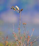 Imagem de Prinia flaviventris (Delessert 1840)