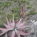 Sivun Aloe charlotteae J.-B. Castillon kuva