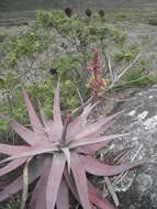 Image of Aloe charlotteae J.-B. Castillon