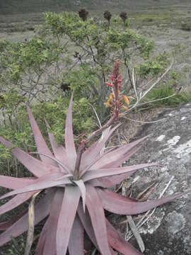 Aloe charlotteae J.-B. Castillon resmi