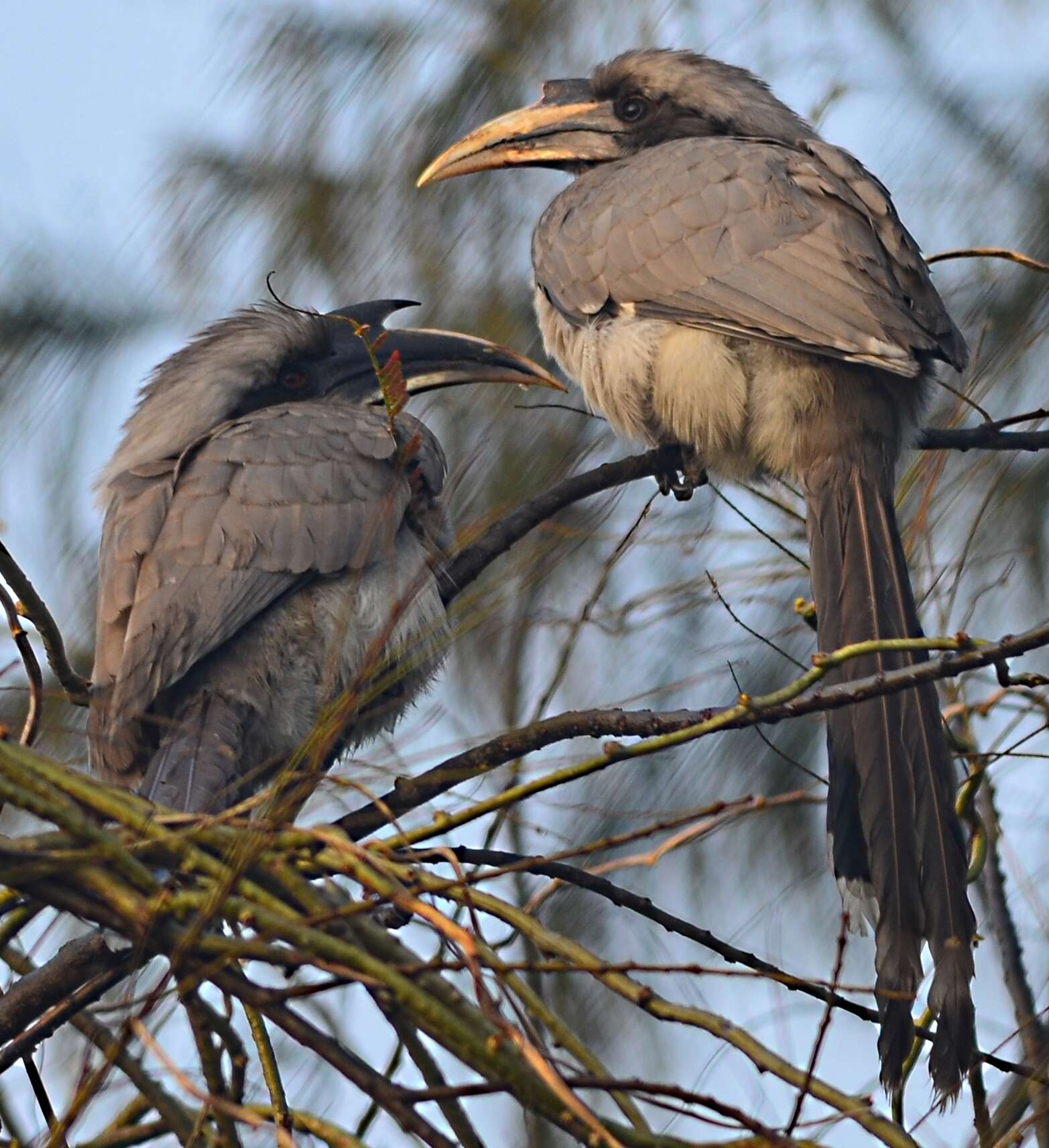 Image of Indian Grey Hornbill