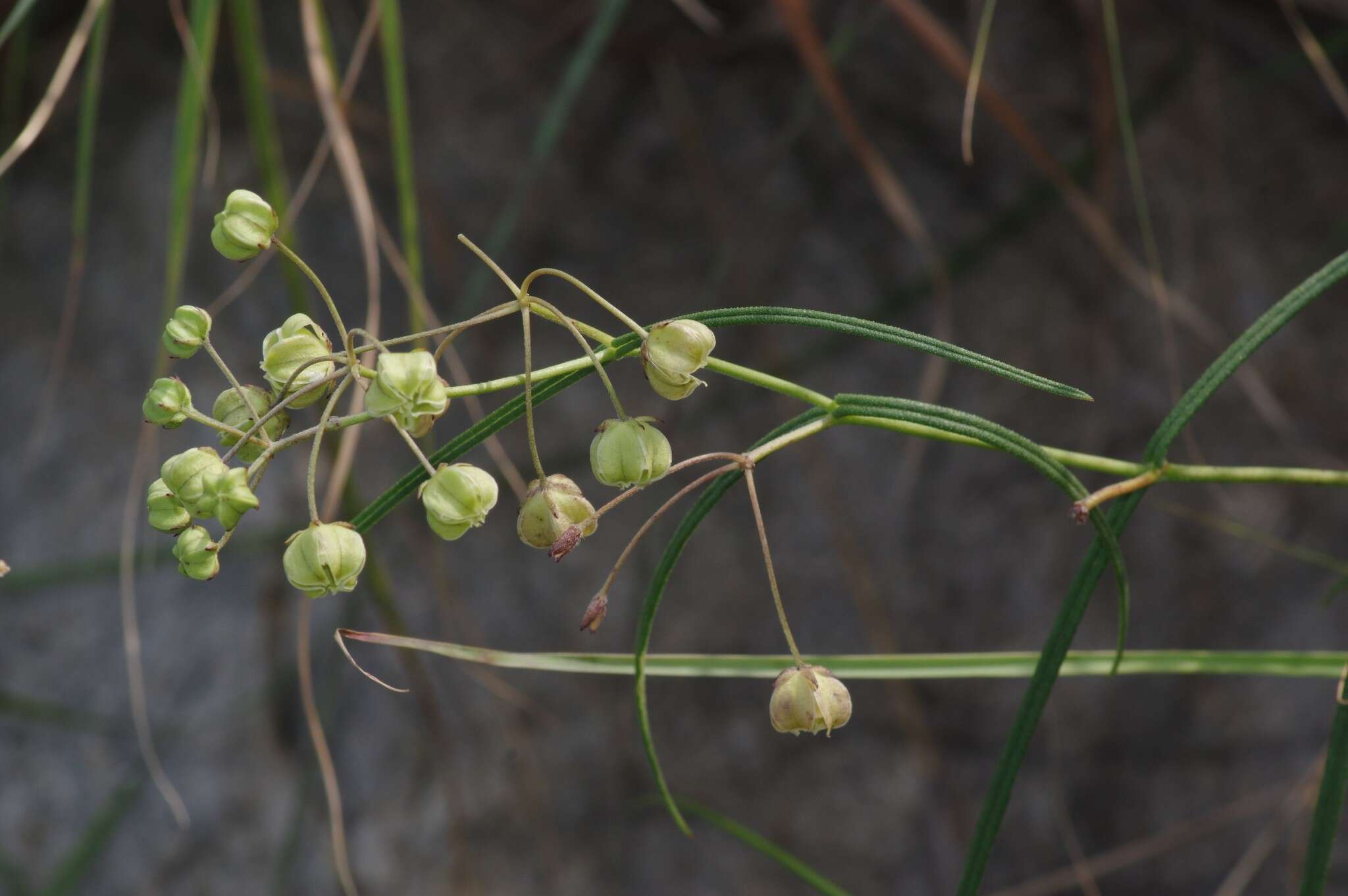 Image of Asclepias praemorsa Schltr.