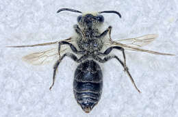 Image of Callandrena Cockerell 1898