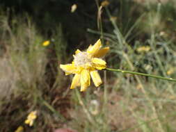 Image of Genista umbellata (L'Her.) Poir.