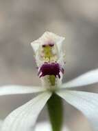 Caladenia clarkiae D. L. Jones resmi