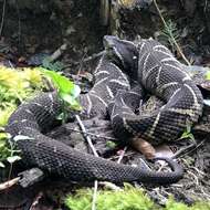 صورة Bothrops jararacussu Lacerda 1884