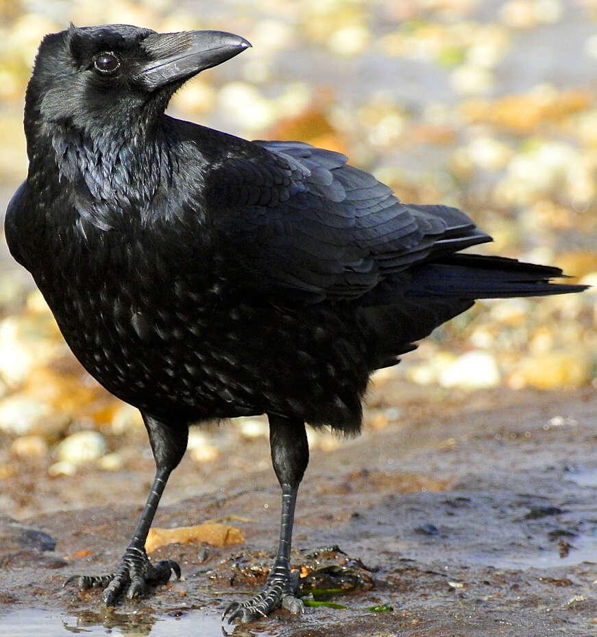 Image of Carrion Crow