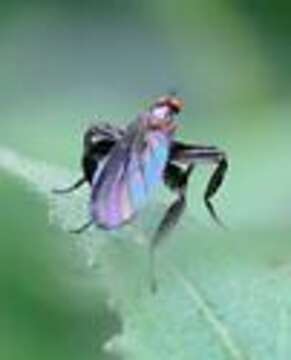 صورة Rhamphomyia longicauda Loew 1861