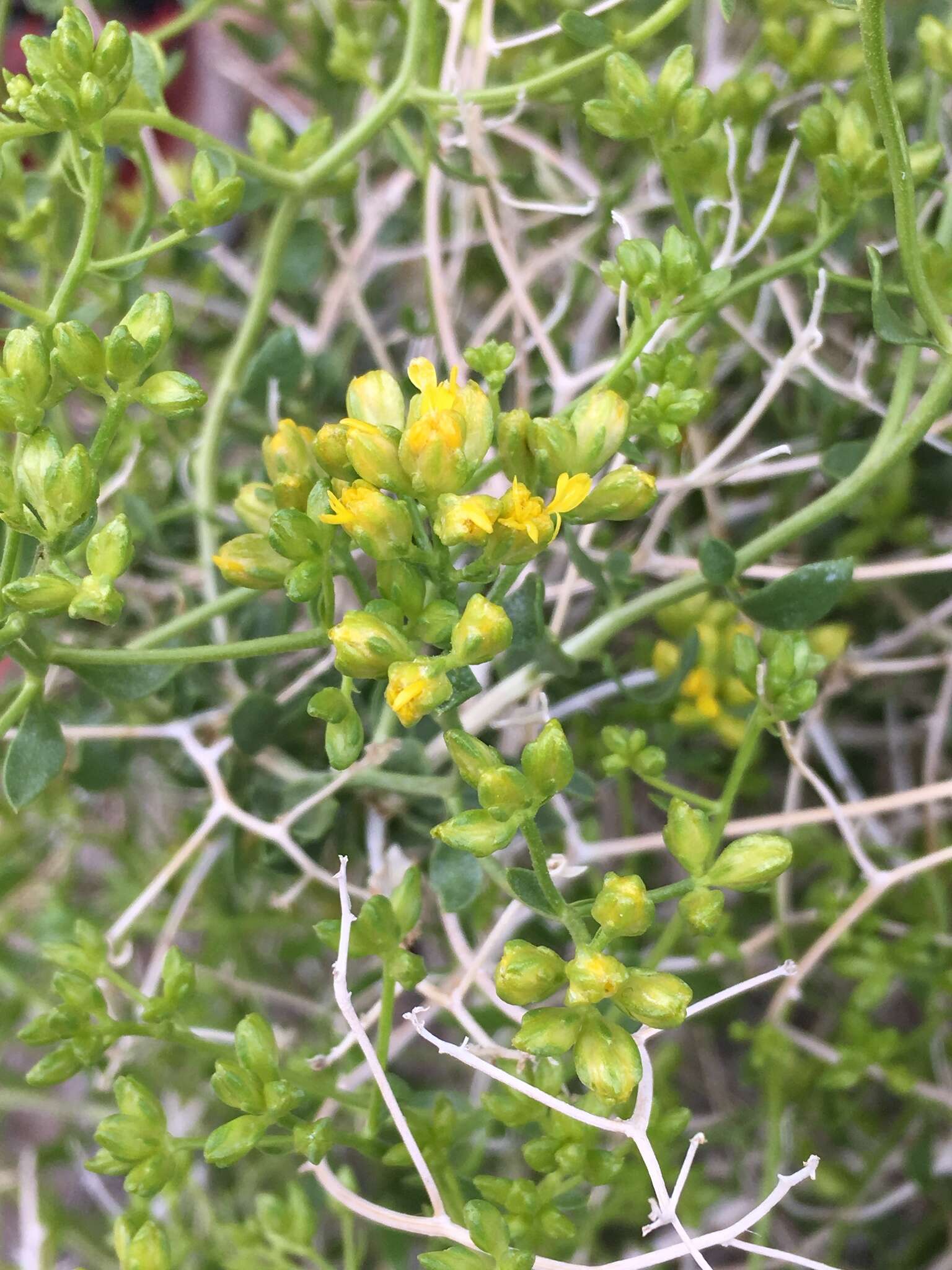 Image of Amphipappus fremontii var. fremontii