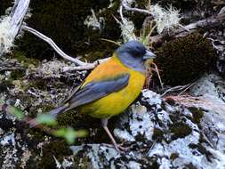 Image of Patagonian Sierra Finch