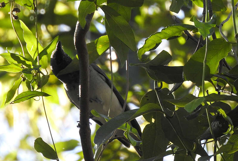 Image of Coracina papuensis robusta (Latham 1801)