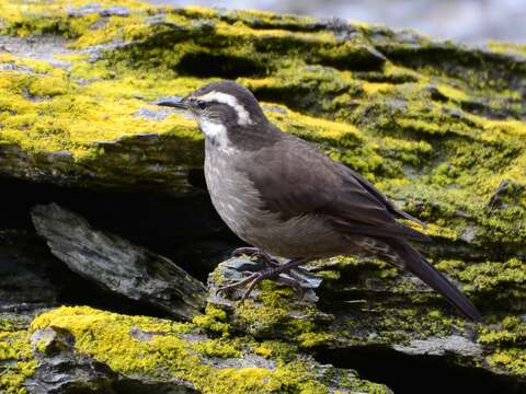 Image of Bar-winged cinclodes