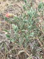 Imagem de Oenothera mollissima L.