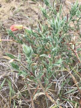 Imagem de Oenothera mollissima L.