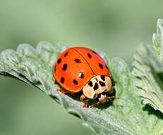 Image of Harmonia axyridis (Pallas 1773)