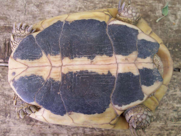 Image of Hermann's Tortoise