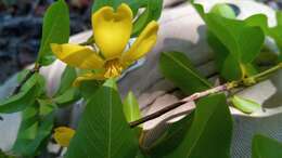 Image of Hugonia longipes H. Perrier