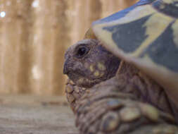 Image of Hermann's Tortoise