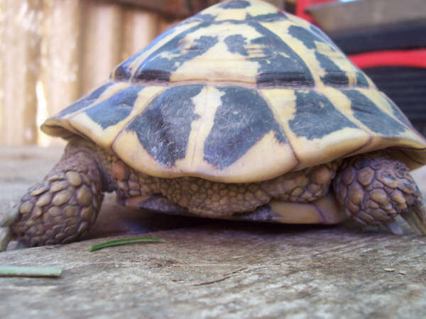 Image of Hermann's Tortoise