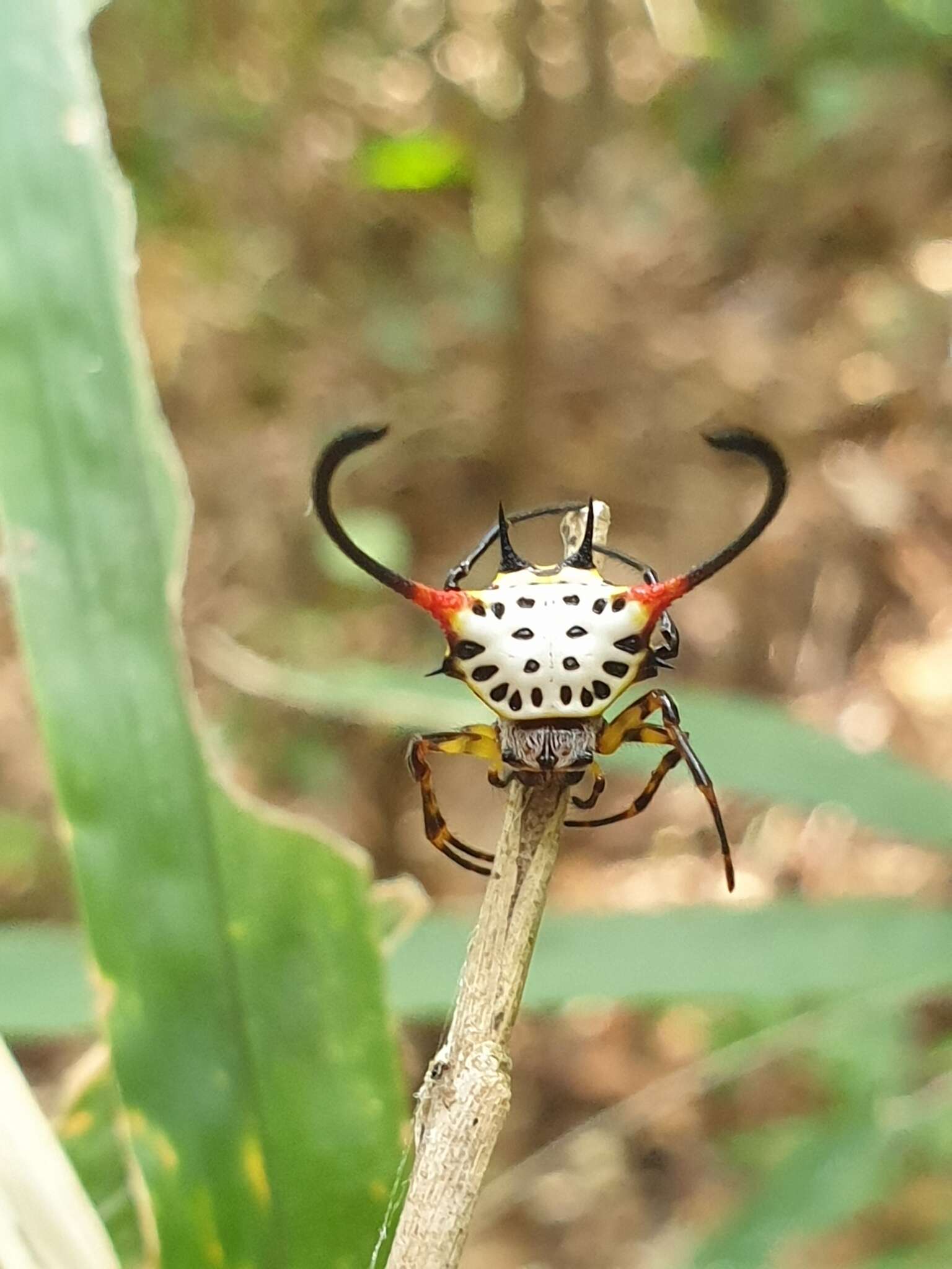 Image of Gasteracantha sanguinea Dahl 1914