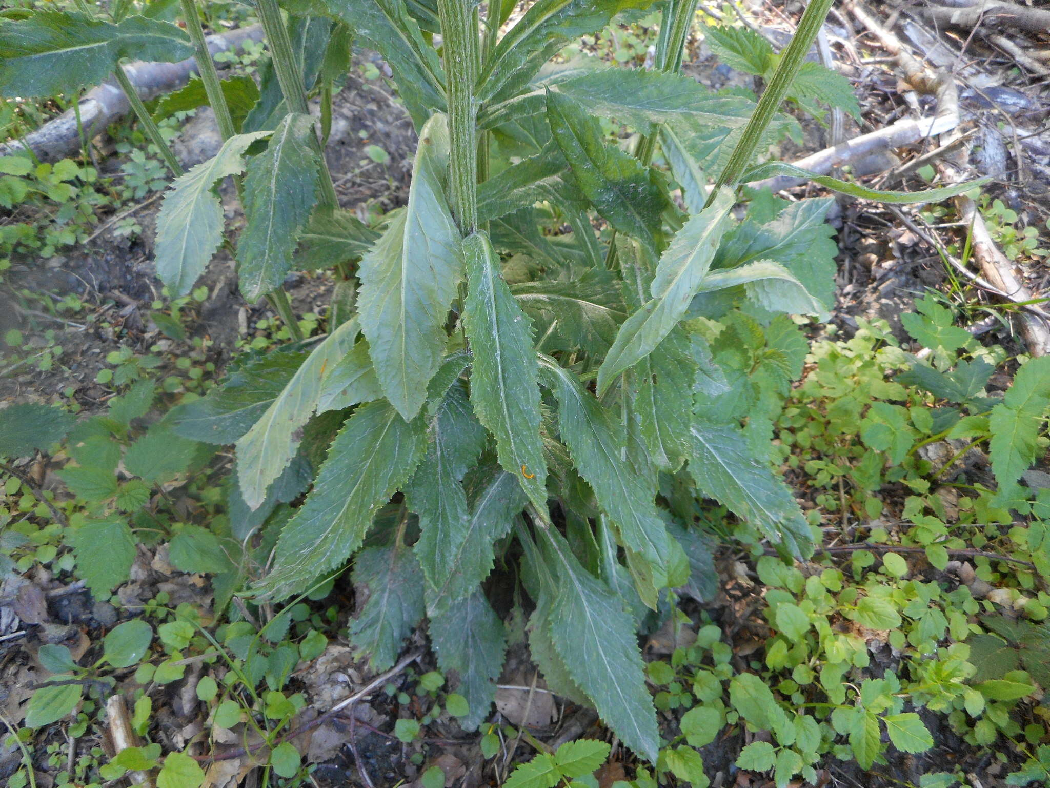 Image of Tephroseris longifolia subsp. brachychaeta Greuter