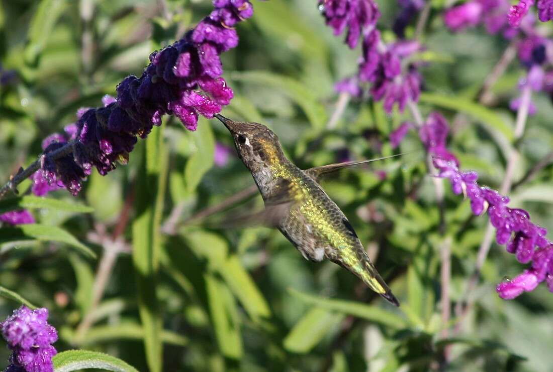 Imagem de Salvia leucantha Cav.