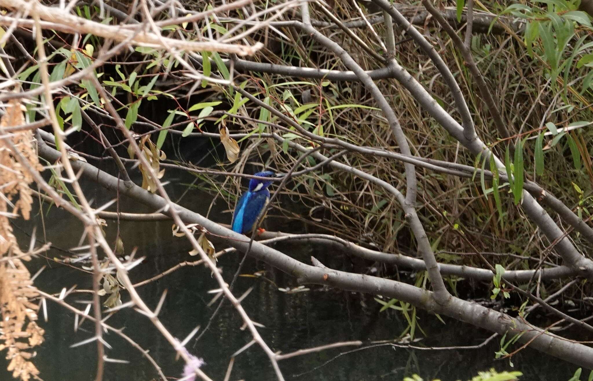 Image of Half-collared Kingfisher